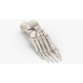 Real Human Foot Bones Anatomy 01 White model